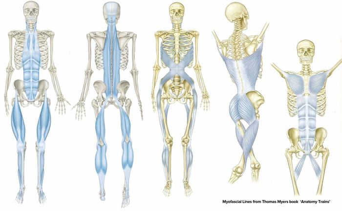 The Anatomy Trains myofascial meridians. The same body shown