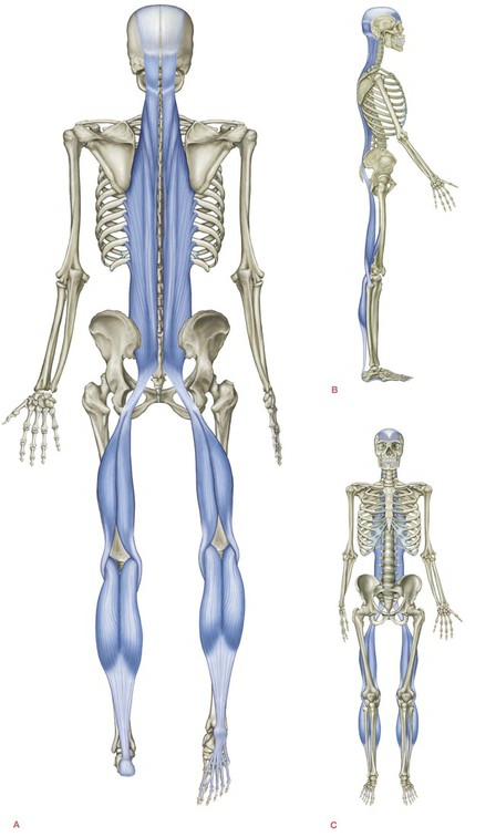 Anatomy Trains Superficial Back Line