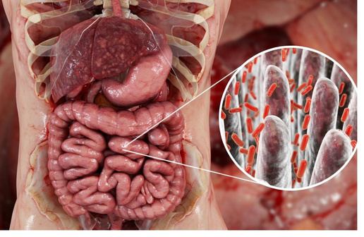 The gut and its microbiome. The 100 trillion microorganisms 