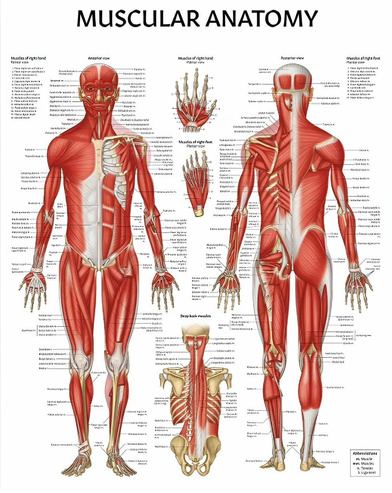 Traditional muscle map