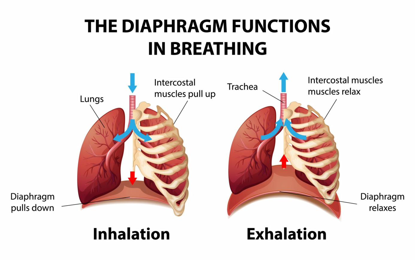 Diaphragm breathing and back pain connection - Physology Bath Bristol