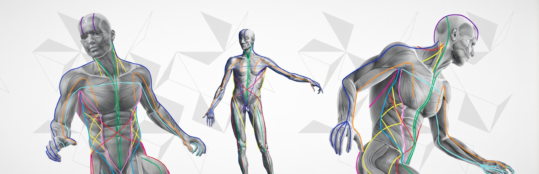 Anatomy Trains myofascial meridian map showing the true muscular system