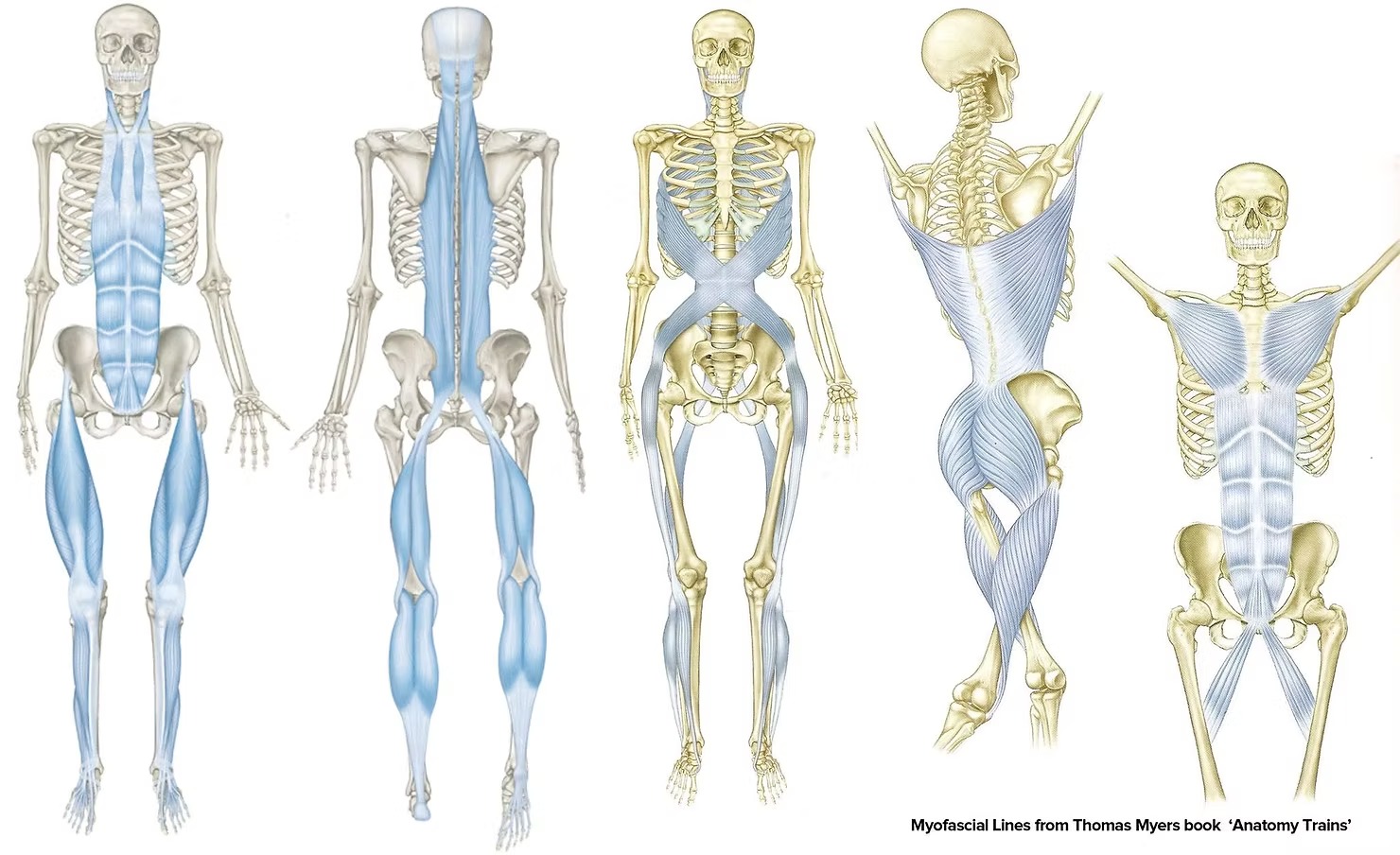 The new Anatomy Trains muscle maps showing myofascial meridians as connected lines