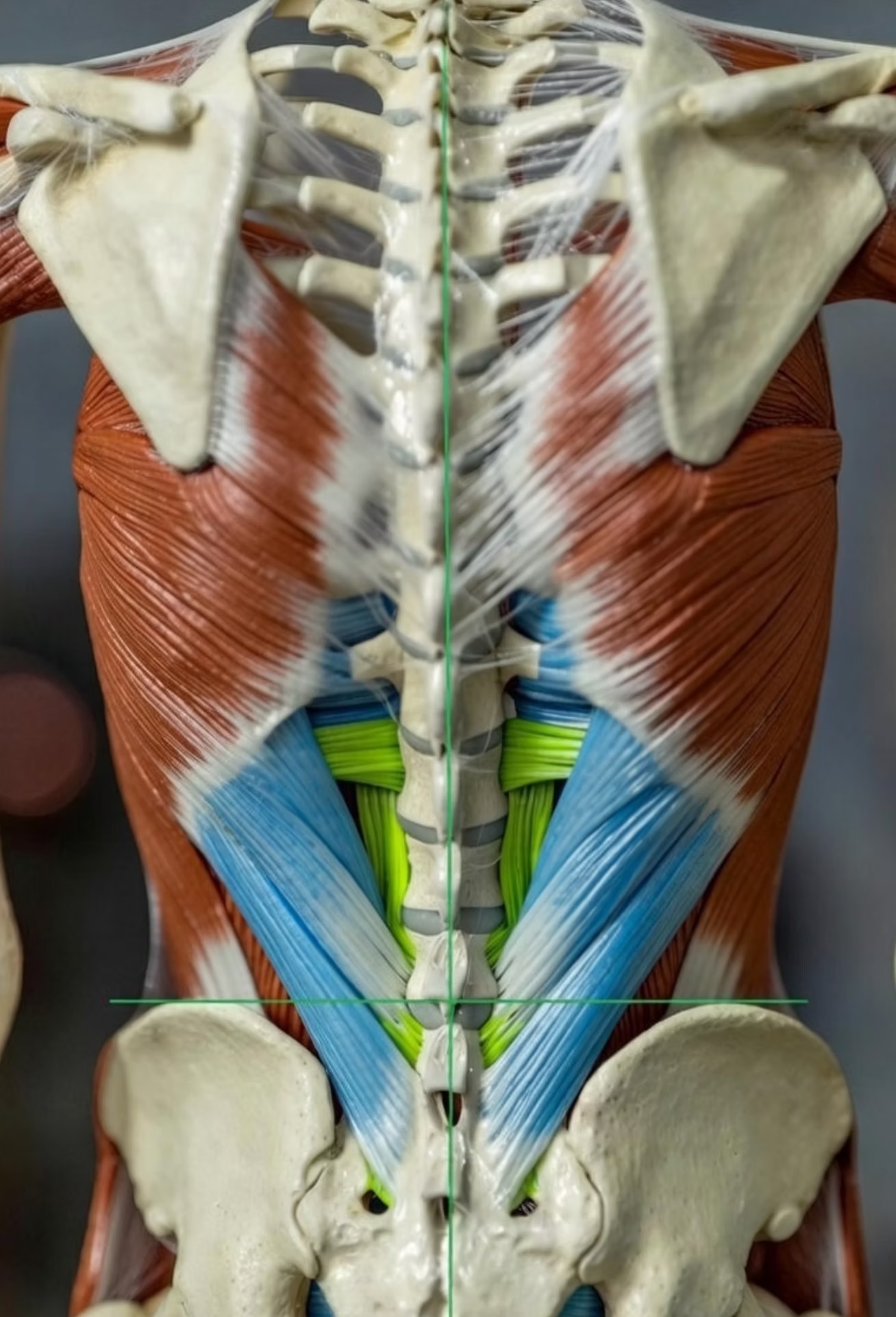 Retraining posture and movement after fascial release