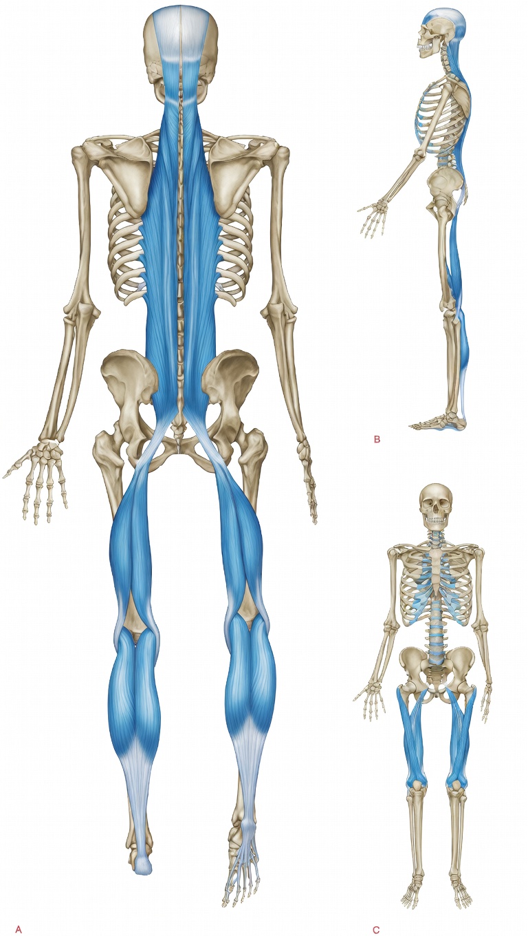 The Superficial Back Line - Anatomy Trains fascial line from foot to skull - Physology Bath